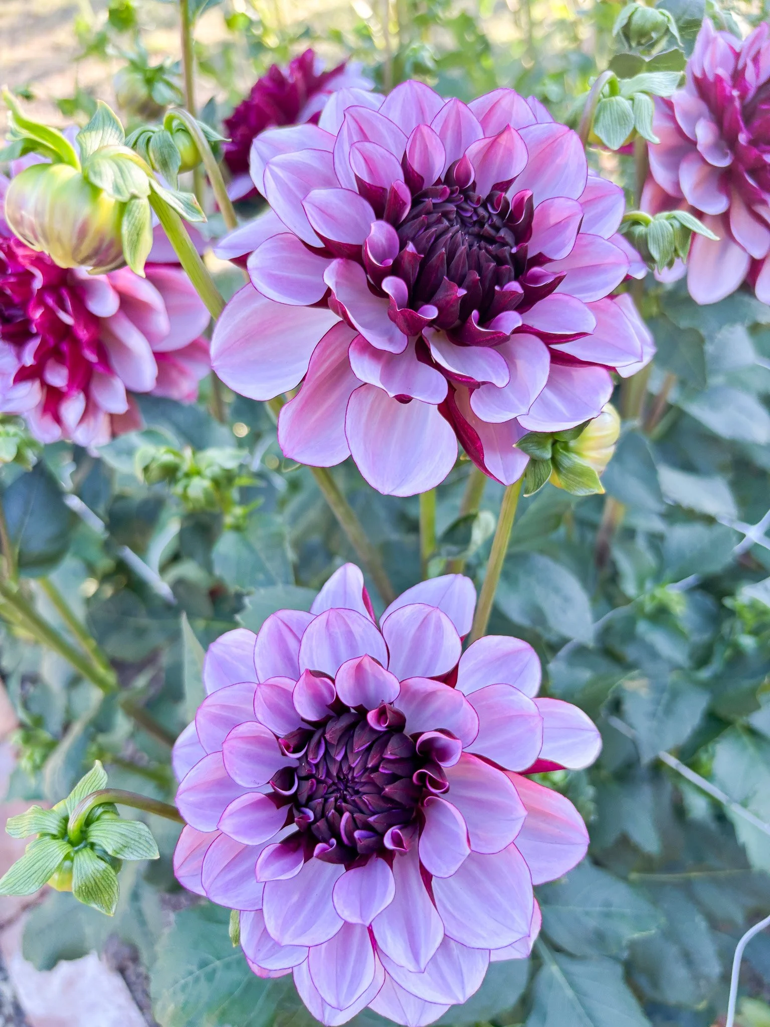 Dahlia : Creme De Cassis — ciderpress lane